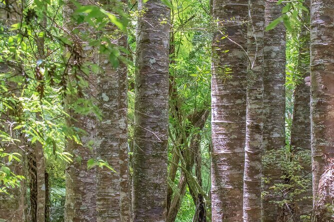 Guided Puketi Kauri Forest Tour in Bay of Islands - Who Should Consider This Tour?