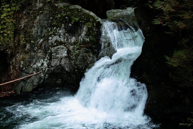 Guided Rainforest & Suspension Bridge Private Hike - A Closer Look at the Tour Itinerary