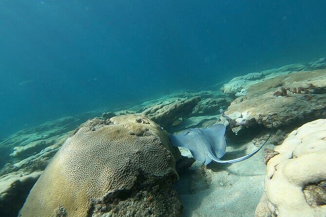 Guided Reef Snorkeling Tour in Pompano Beach - What to Expect from the Tour