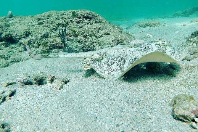 Guided Reef Snorkeling Tour in Pompano Beach - The Authenticity of the Experience