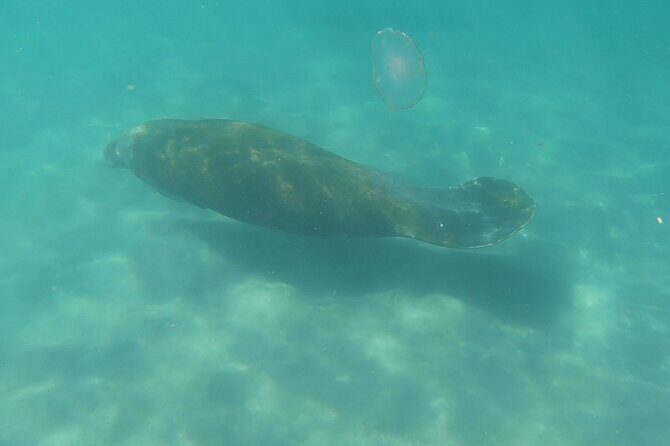 Guided Reef Snorkeling Tour in Pompano Beach - The Practicalities and Value