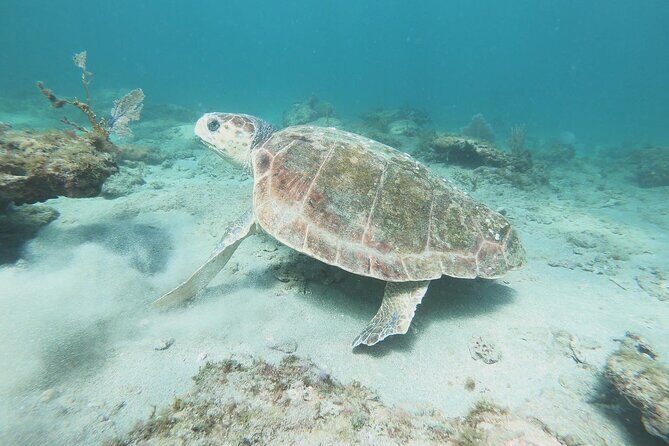 Guided Reef Snorkeling Tour in Pompano Beach - What Reviewers Say