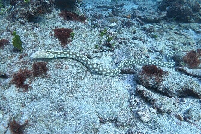 Guided Reef Snorkeling Tour in Pompano Beach - The Bottom Line