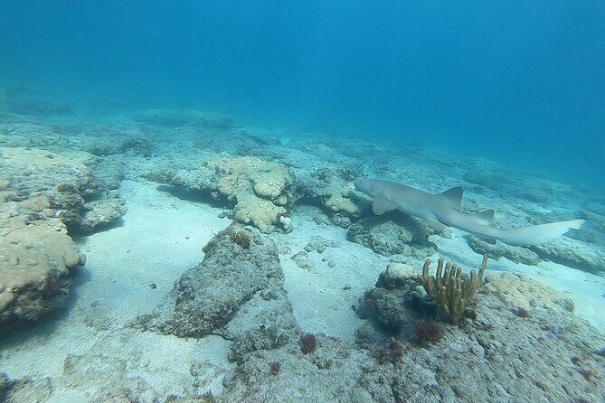 Guided Reef Snorkeling Tour in Pompano Beach - Who Is This Tour Best For?
