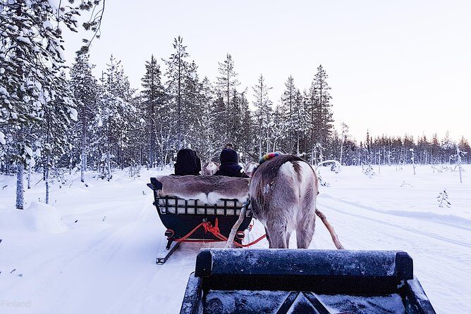 Guided reindeer farm visit and one hour sledge safari - Key Points