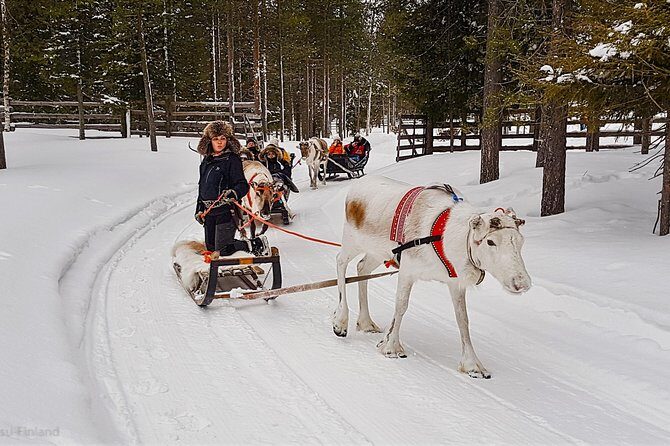 Guided reindeer farm visit and one hour sledge safari - Practical Details and Value