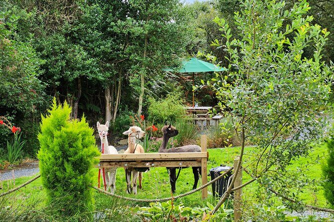 Guided Scenic Alpaca Trekking Experience Northern Ireland - Additional Details & Practicalities