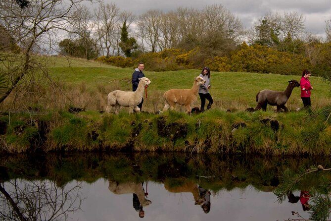 Guided Scenic Alpaca Trekking Experience Northern Ireland - Why This Tour Works Well