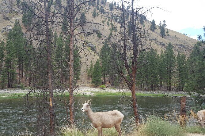 Guided Scenic Float Day Trip on the Salmon River - FAQ