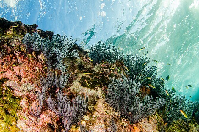 Guided Scuba Diving in Cabo Pulmo - Frequently Asked Questions