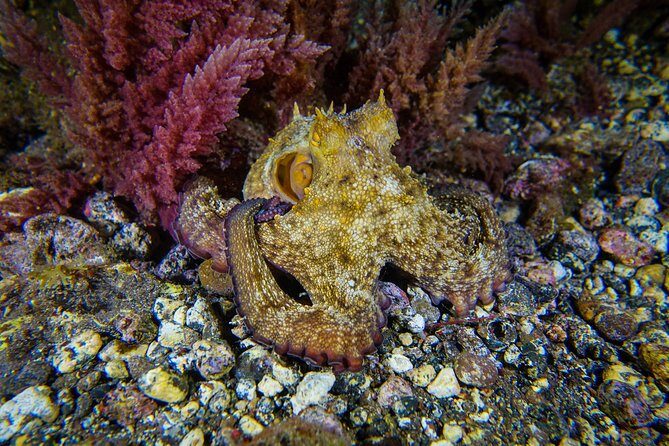 guided Scuba Diving on Tenerife (for certified divers) - Introduction