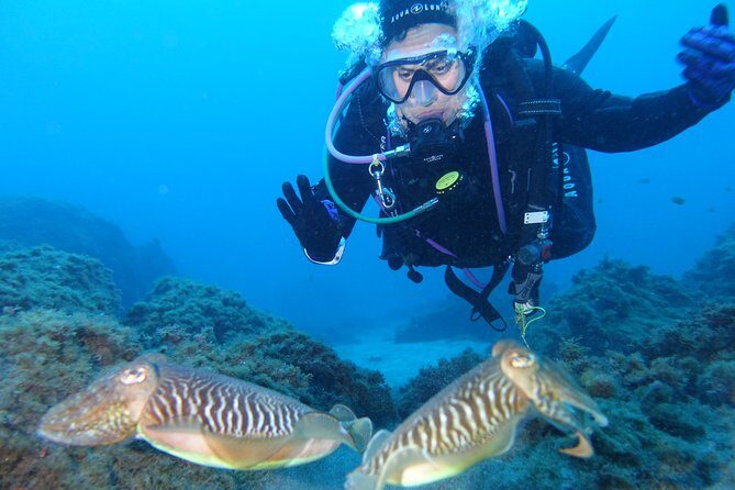 guided Scuba Diving on Tenerife (for certified divers) - Why This Tour Is a Great Choice