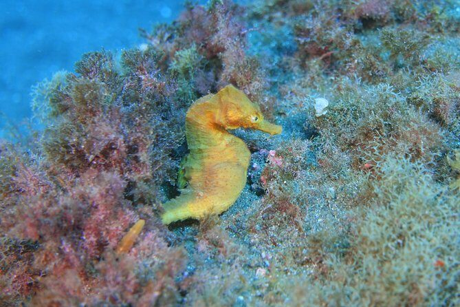 guided Scuba Diving on Tenerife (for certified divers) - Who Should Consider This Tour?