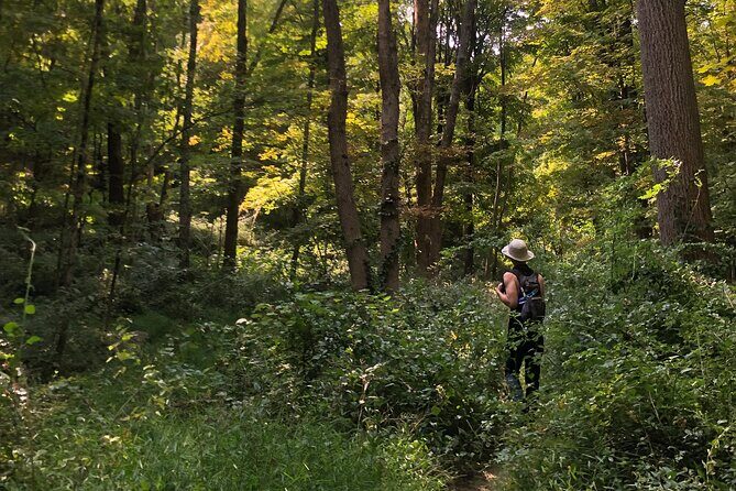 Guided Shared Group Forest Bathing Session in Serene Woodland Park - Who Should Book This Tour?
