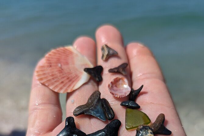 Guided Shark Tooth and Seashell Hunting Eco Tour on Manasota Key - Why This Tour Could Be a Great Choice