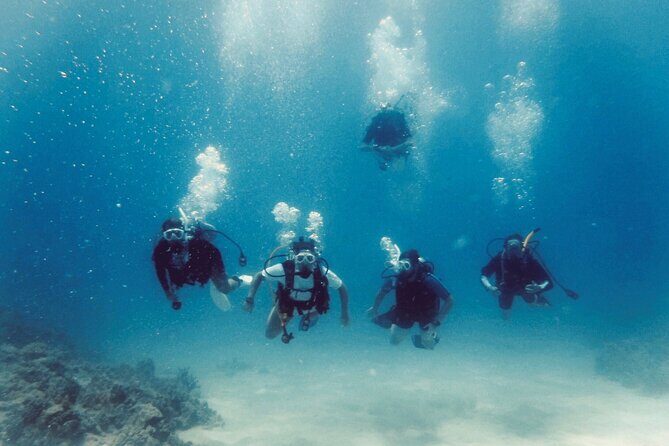 Guided Shore Dive or Refresher Dive - What the Reviews Say (Based on Available Feedback)