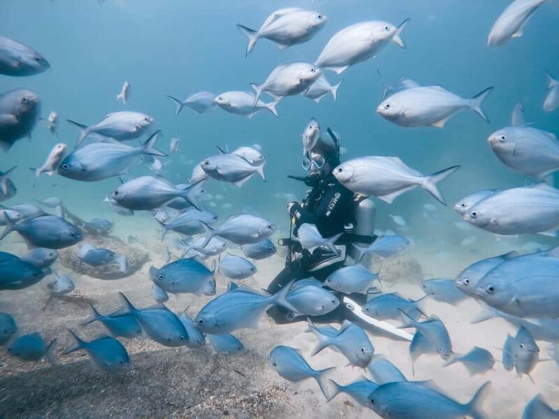 Guided Shore Dive Tour for Certified Divers - Key Points