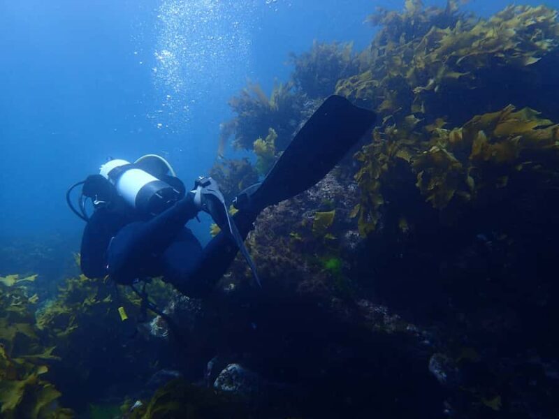 Guided Shore Dive Tour for Certified Divers - Introduction: An Authentic Dive Experience in New Zealand’s Marine Reserve