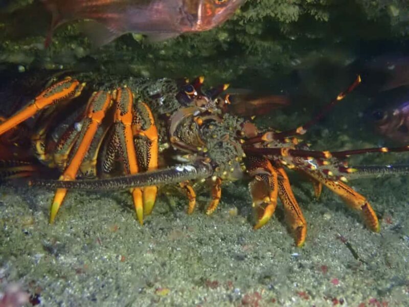 Guided Shore Dive Tour for Certified Divers - Why This Tour Offers Great Value