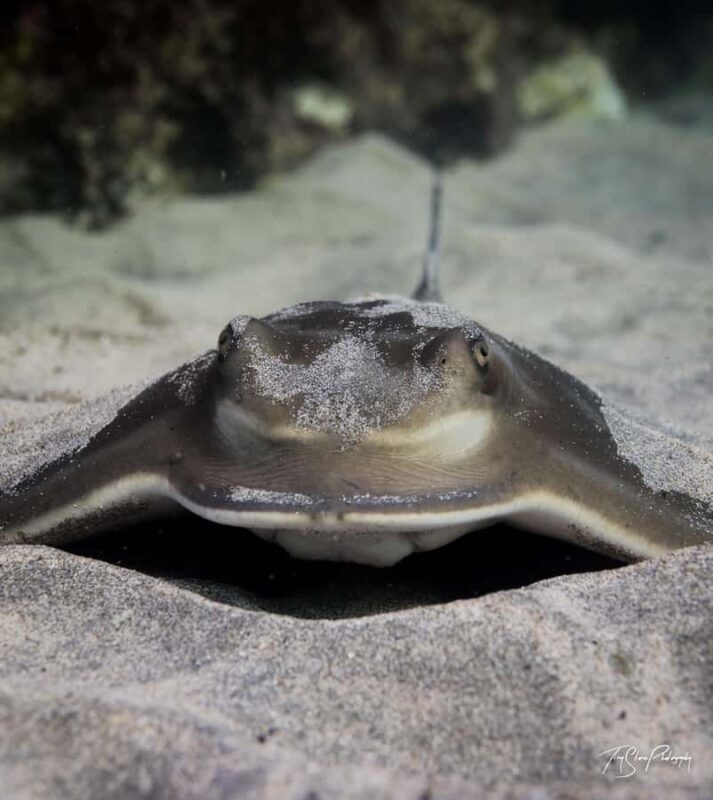 Guided Shore Dive Tour for Certified Divers - Detailed Breakdown of the Itinerary