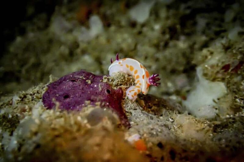 Guided Shore Dive Tour for Certified Divers - Practical Details: What to Know Before You Go