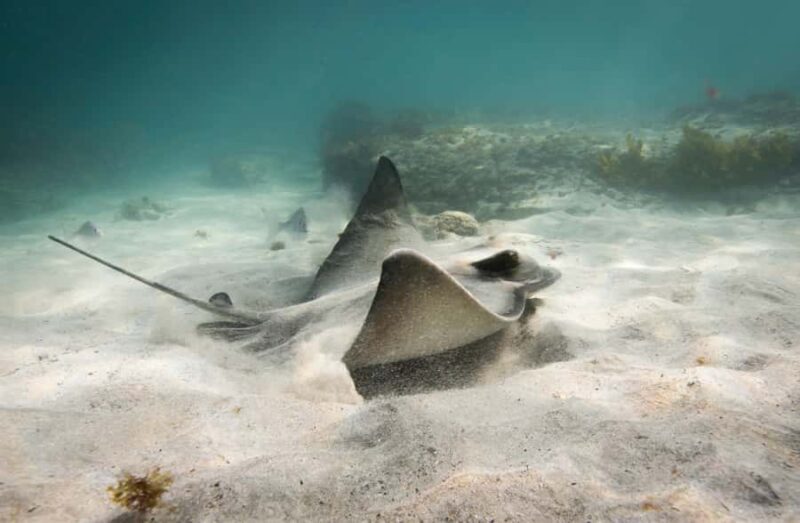 Guided Shore Dive Tour for Certified Divers - FAQs