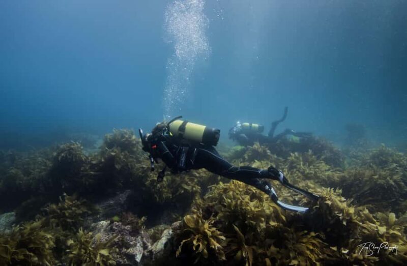 Guided Shore Dive Tour for Certified Divers - Final Thoughts