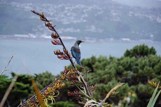 Guided Small Group Walking Tour in Wellington - Who Will Love This Tour?