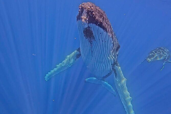 Guided Small Group Whale Watching and Swim Tour Tahiti - Key Points