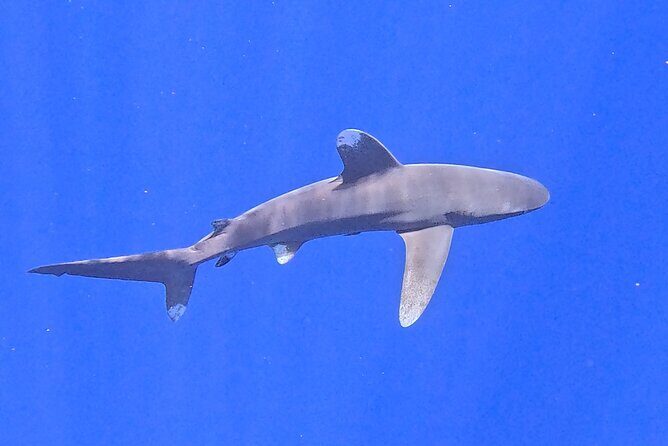 Guided Small Group Whale Watching and Swim Tour Tahiti - Authentic Encounters in a Respectful Setting