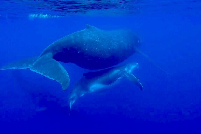 Guided Small Group Whale Watching and Swim Tour Tahiti - The Sum Up