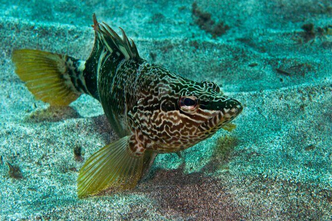 Guided Snorkel Experience - A Close Look at the Snorkel Tour Experience
