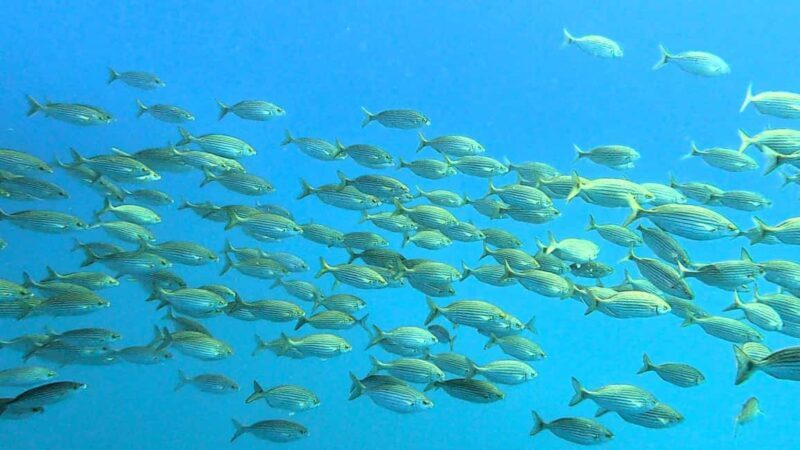 Guided snorkel in Cambrils with explanation of the marine environment. - An In-Depth Look at the Cambrils Snorkeling Tour