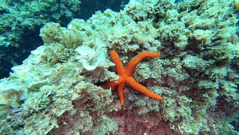 Guided snorkel in Cambrils with explanation of the marine environment. - Final Thoughts: Who Is This Tour Best For?