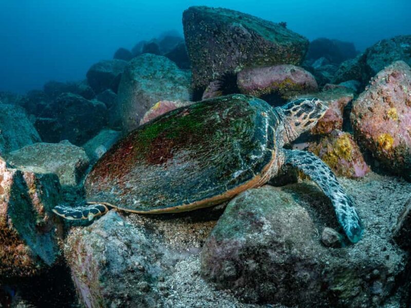 Guided Snorkel Tour at Australias most iconic beach - The Value of This Snorkeling Experience