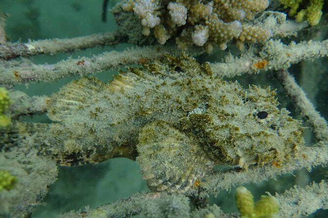 Guided Snorkeling and Island Exploration in Auckland - What Travelers Love