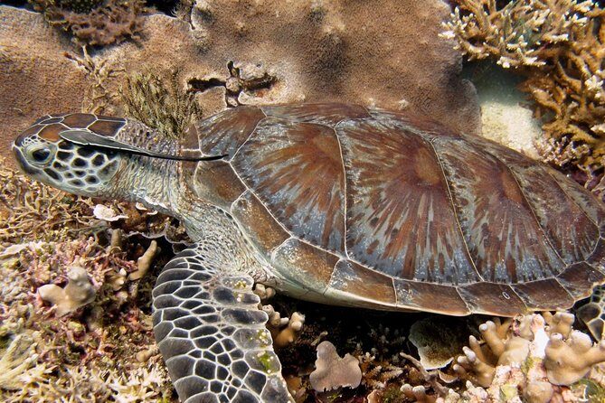 Guided Snorkeling Day Trip, Kota Kinabalu, Sabah, Malaysia - Key Points