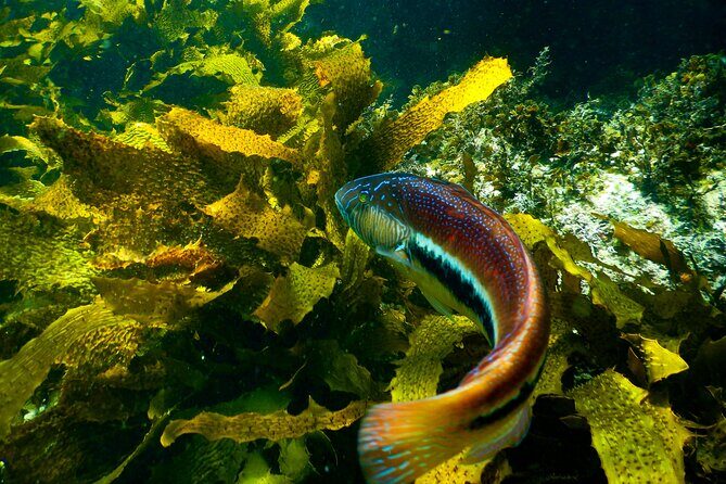 Guided Snorkeling Experience in Bondi - FAQ