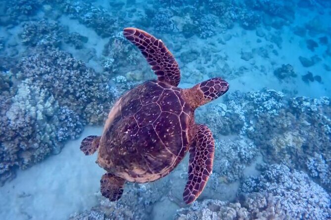 Guided Snorkeling for Beginners with Flotation Wetsuit - An In-Depth Look at the Experience