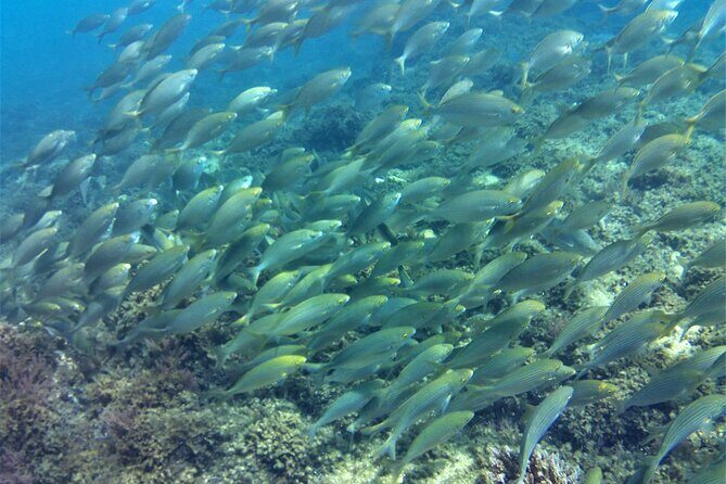 Guided snorkeling route in the Strait Natural Park - Authentic Insights from Reviewers