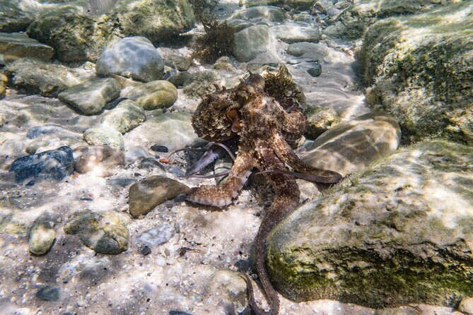 Guided snorkeling route in the Strait Natural Park - The Sum Up