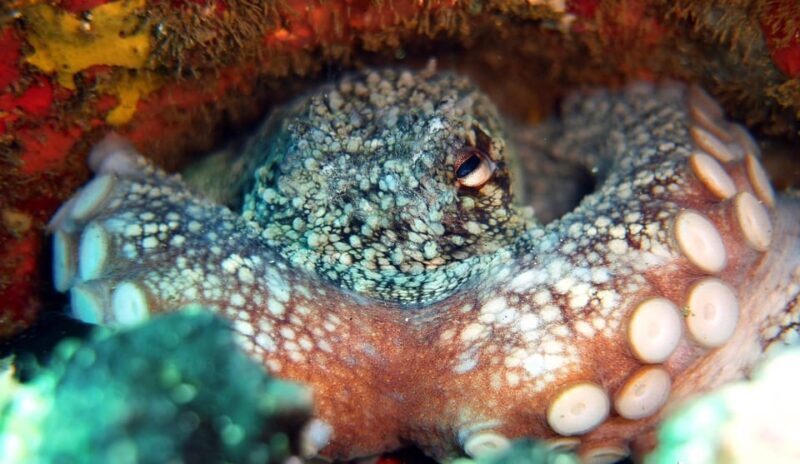 Guided Snorkelling experience in south of Gran Canaria - FAQ