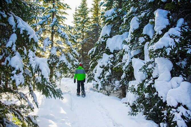 Guided Snowshoeing Adventure in the Boreal Forest - Who Should Consider This Tour?