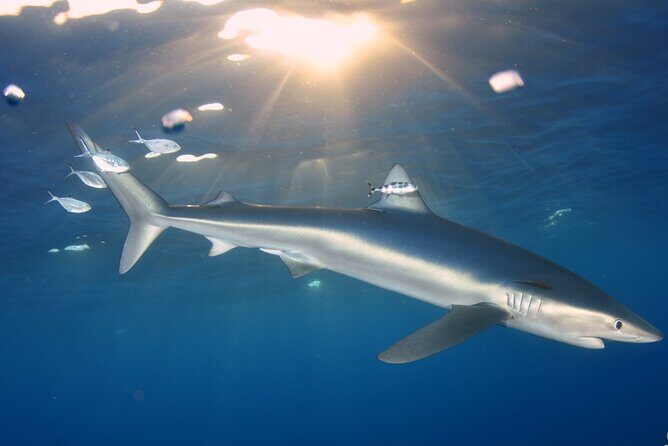 Guided Swimming Experience with Sharks in Portugal - Introduction