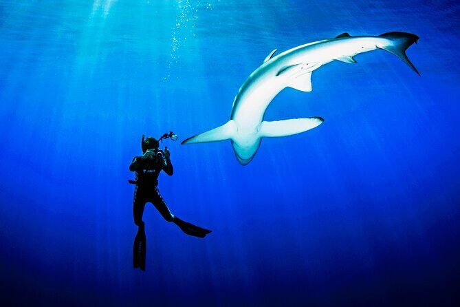 Guided Swimming Experience with Sharks in Portugal - FAQs