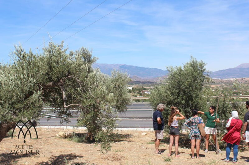 Guided tour and oil tasting at the Aceites Molisur factory - Why This Tour Offers Great Value