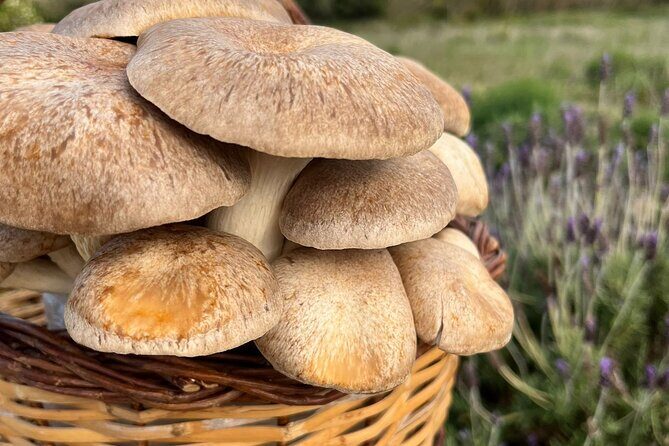 Guided tour and tasting in mushroom cultivation - Who Should Book This Tour?