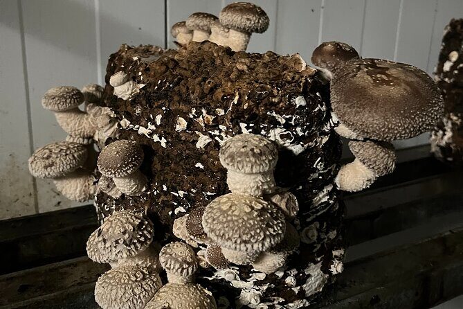 Guided tour and tasting in mushroom cultivation - The Sum Up: Is This Experience Worth Your Time?