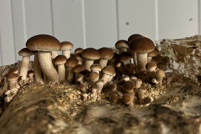 Guided tour and tasting in mushroom cultivation - FAQ