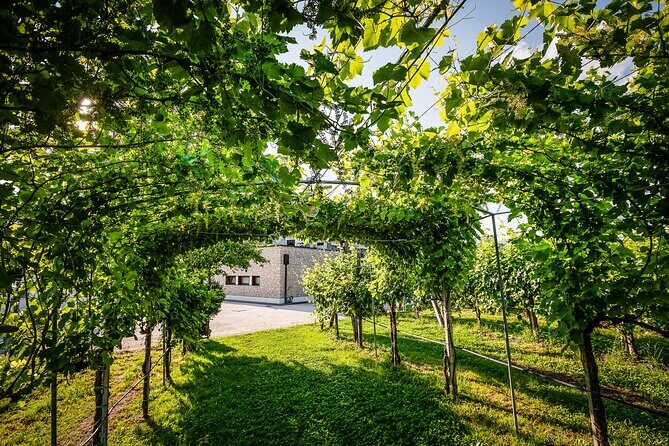 Guided Tour and wine tasting 5 wines to discover the Conegliano Valdobbiadene - Key Points